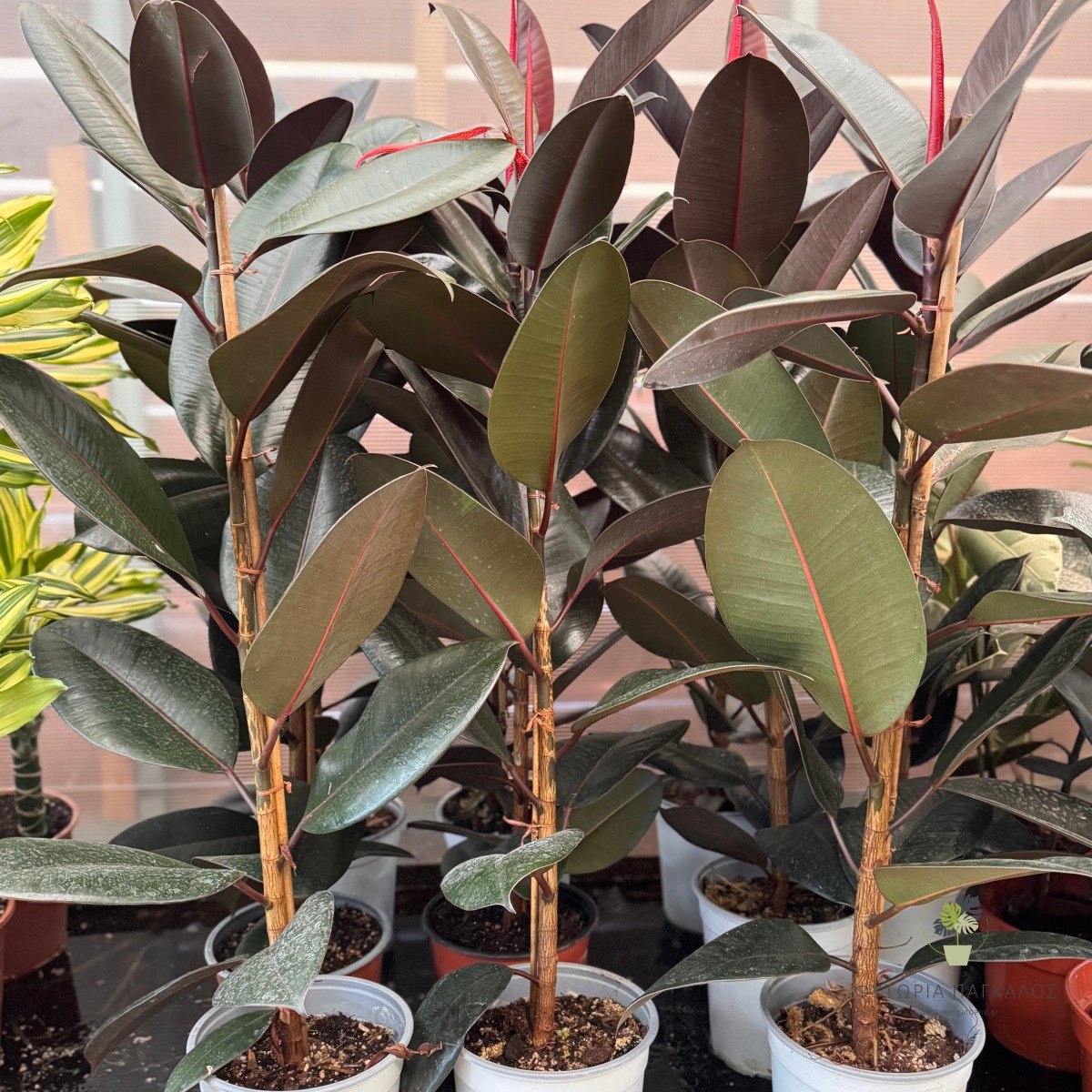 Φίκος Αμπιτζάν (Ficus elastica 'Abidjan') - Pot 19 cm/ High 80 cm
